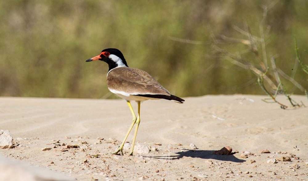  سجلت ظهور أنواع نادرة.. الإمارات محطة رئيسية في هجرة الطيور حول العالم